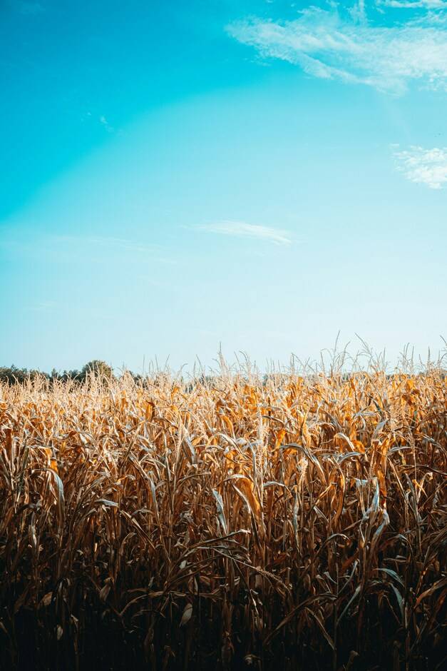 Harvest Sun, 2020