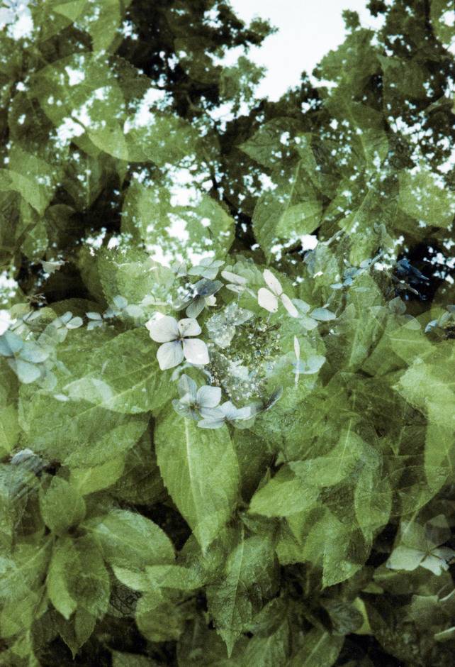 Memories of my grandmother's garden, 2024