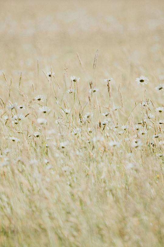 Fields 2